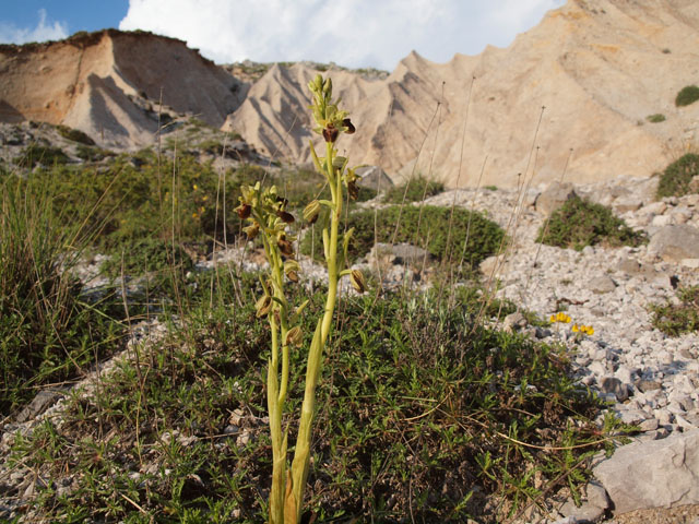 ophrys incubacea sobsp brutia?